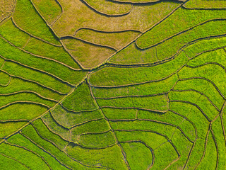 Rice field terraces aerial view.