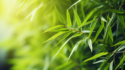 Fototapeta na wymiar Fresh Bamboo Trees In Forest With Blurred Background