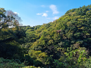 Fototapeta na wymiar This is a subtropical forest on Jeju Island.