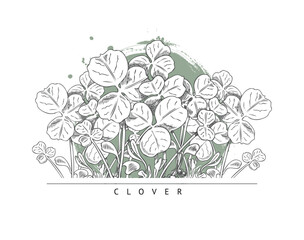 Clover microgreen, vector design composition on white, sketch style.