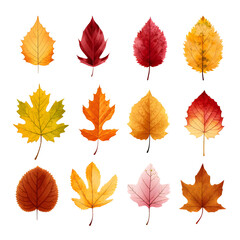 Set of autum watercolor leaves illustration isolated 