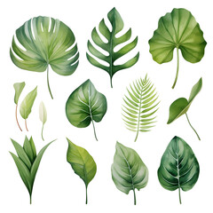 Fototapeta premium Set of watercolor tropical leaves isolated 