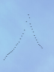 Zugvögel am Himmel in V-Formation