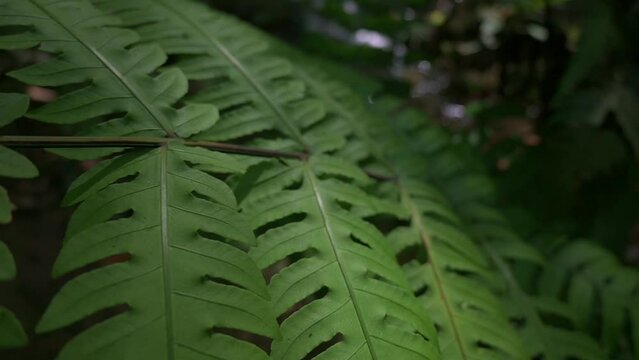 Closeup and moving slowly over lush foliage fern near the cascade under sunlight in tropical rainforest. Beauty of green nature background.