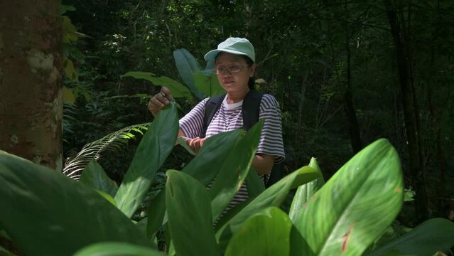 Asian female botanist is observing and taking note the characteristics of green plants that growing in tropical rainforest. Research on plant photosynthesis in the wild. UHD. 4K.