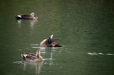池の鴨