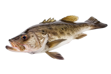 Atlantic cod fresh, Gadus morhua, fish of Greenland isoalted on white background