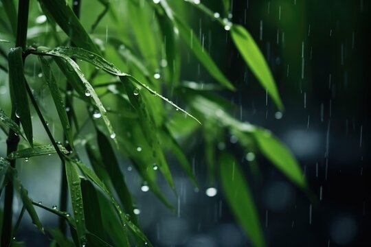 Close-up shot of rain-kissed bamboo leaves showcasing nature's refreshing beauty