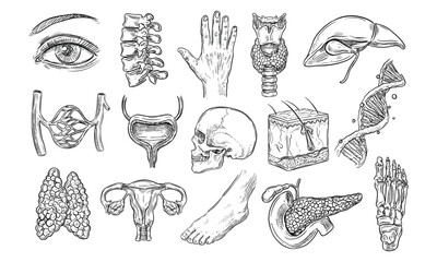 human anatomy handdrawn collection