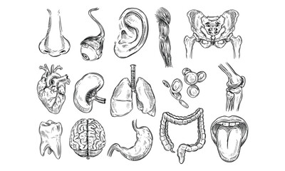 human organs handdrawn collection