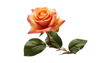 The Grace of a Single Rose Flower on White or PNG Transparent Background