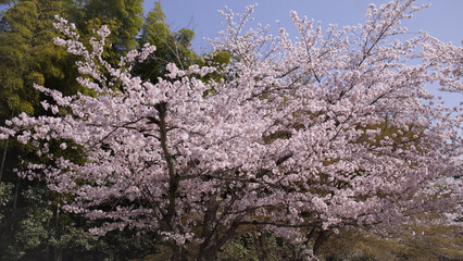 京都の桜と春