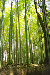 京都嵐山竹藪