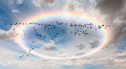 View of trumpeter swans flying by rainbow.