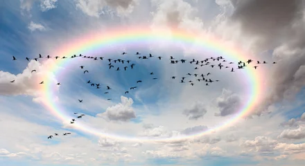 Gordijnen View of trumpeter swans flying by rainbow. © muratart