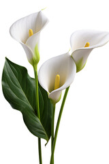Top side closeup macro view of A collection two, three Arum lily flowers isolated on a white background PNG © JetHuynh