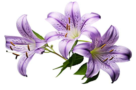Top side closeup macro view of A collection two, three Belladonna Lily flowers isolated on white background