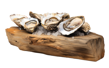 Oysters Artfully Arranged on Rustic Wood on White or PNG Transparent Background