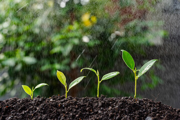 Young plants growing in the rain. The plants are green and healthy, and they are growing in a row....