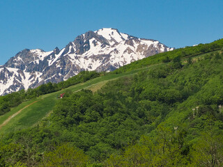 Fototapeta premium 新緑の木と残雪の北アルプス