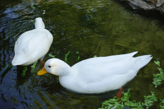 two call ducks in the river