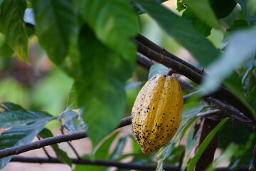 The cacao tree is a plant that can grow and grow well in tropical forests with yellow, oval-shaped...