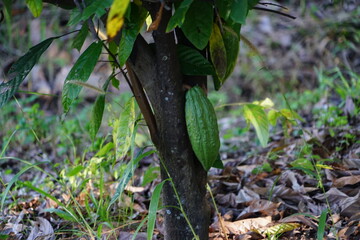 The cacao tree is a plant that can grow and grow well in tropical forests with yellow-red, oval-shaped fruit trees. 