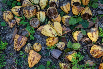 The cacao husks that had been removed from the seeds were piled up and were beginning to decompose.
