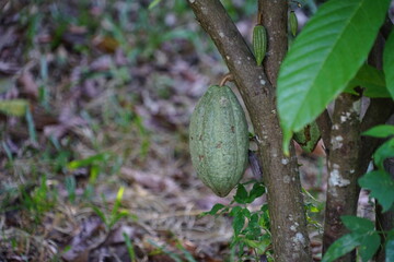 The cacao tree is a plant that can grow and grow well in tropical forests