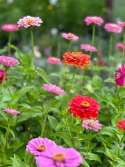 red and yellow flowers