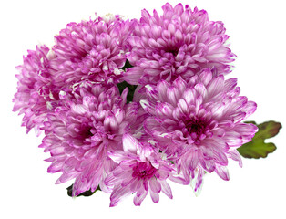 pink chrysanthemum flower isolated on white background