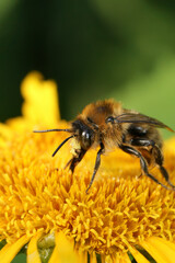 Detailed vertical closeup on a rare fork-tailed flower bee, Anthophora furcata on a yellow Inula flower