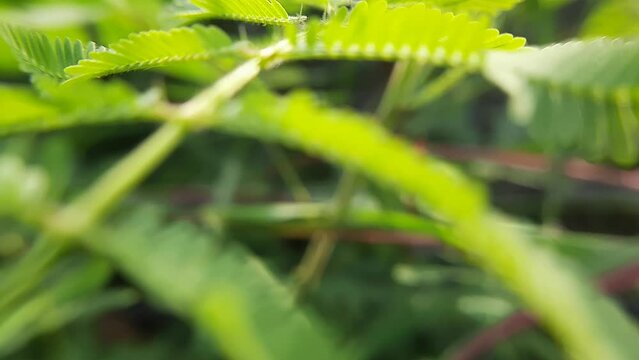 closeup flora footage macro cicer mil kvetch herb fabaceae family