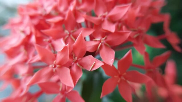 ixora rubiaceae coccinea wonderful color closeup macro in the morning