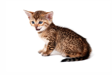 Fluffy purebred gray kitten on a white isolated background