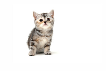 Fluffy purebred gray kitten on a white isolated background