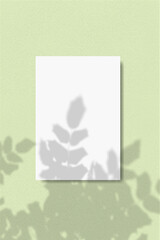 An arch-shaped sheet of white textured paper on a green wall background. Overlay a layout with tropical plant shadows. Natural light casts shadows from a rowan branch. Flat position, top view