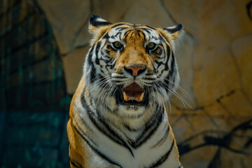 portrait of a bengal tiger