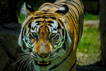 tiger in zoo