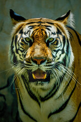portrait of a tiger