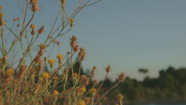 Star thistle with yellow flowers and thorns 