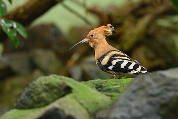 Close up photo of The Eurasian hoopoe (Upupa epops) with green background. Prague Zoo, Czech republic. 