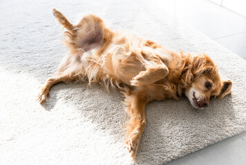 Ein brauner Spaniel-Mischling Hund liegt auf eine weissen Teppich auf dem Rücken und schaut in die...