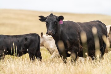 Stud Beef bulls, cows and calves grazing on grass in a field, in Australia. breeds of cattle include speckled park, murray grey, angus, brangus and wagyu on long pasture in spring