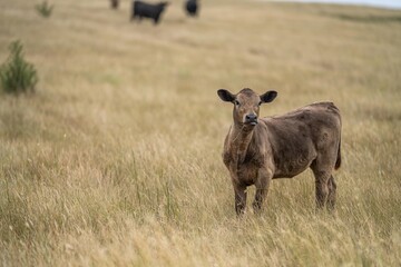 Naklejka na ściany i meble cows eating in a field on farmland on an agricultural farm in springtime
