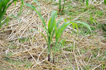 corn  plant in the garden