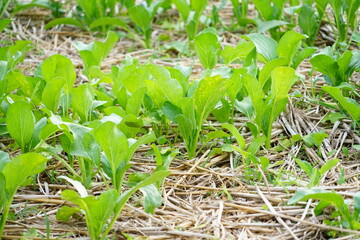The lettuce tree tree is growing