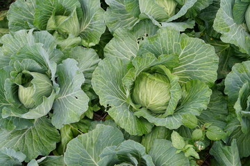 cabbage growing in the garden