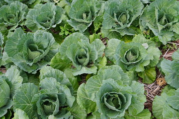 cabbage growing in the garden