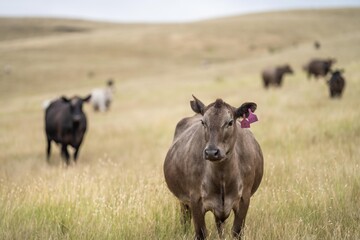Portrait of cows in a field. Herd of cattle close up. White and brown cows. Australian Sustainable Beef steers on a agricultural farm in Australia in summer